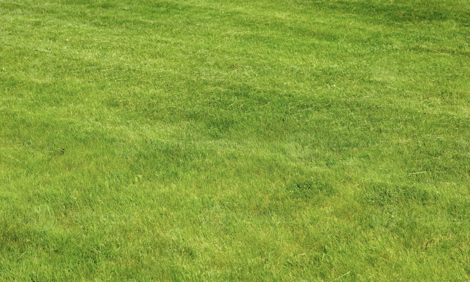 freshly cut and mowed green grass